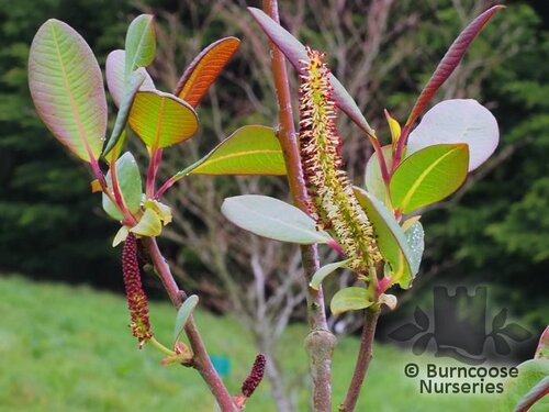 SALIX magnifica  