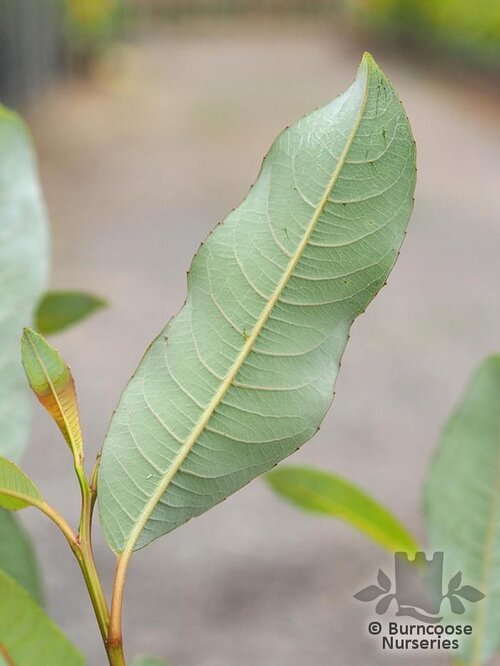 SALIX moupinensis  