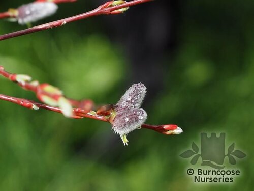 SALIX purpurea 'Nancy Saunders' 