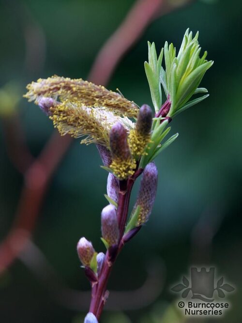 SALIX udensis 'Sekka' 