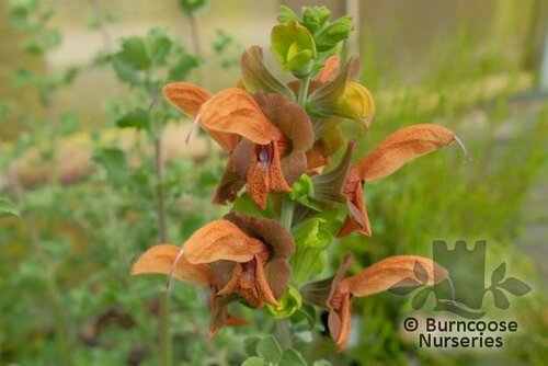 SALVIA africana-lutea  