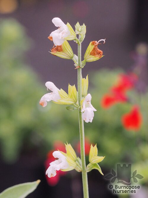 SALVIA officinalis 'Albiflora' 