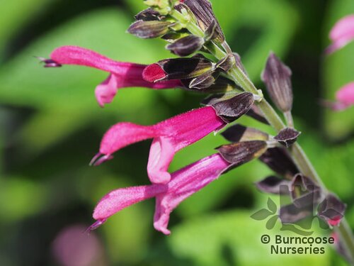 SALVIA 'Amante'  