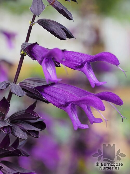 SALVIA 'Amistad'  