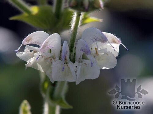 SALVIA argentea  