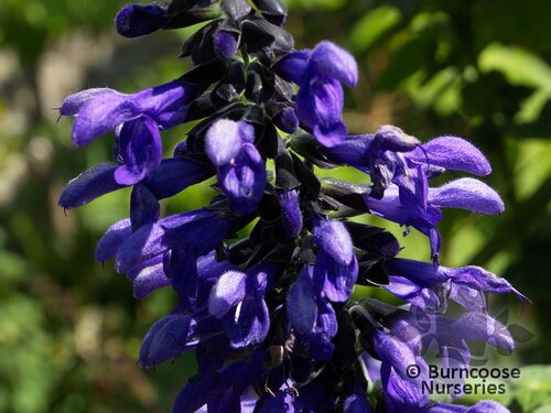 SALVIA guaranitica 'Black and Blue' 