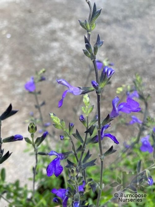 SALVIA 'Blue Note'  