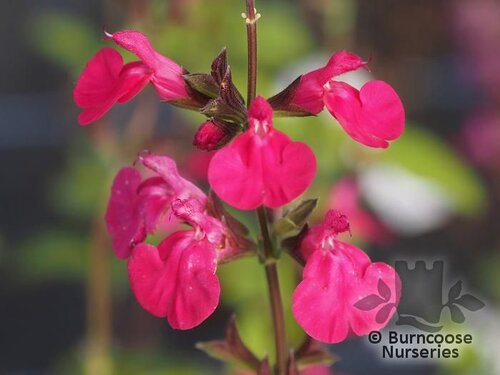 SALVIA microphylla 'Cerro Potosi' 