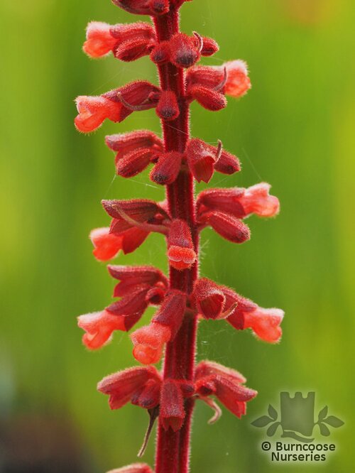 SALVIA confertiflora  