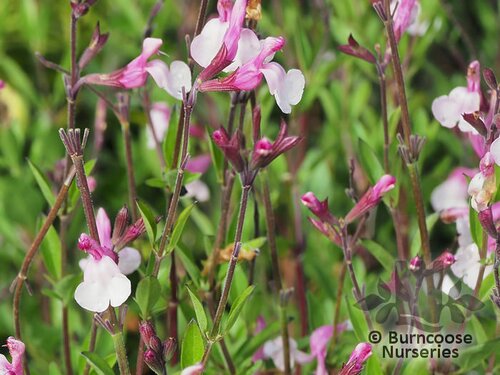 SALVIA 'Dyson's Joy'  