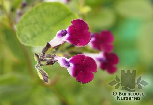 SALVIA 'Amethyst Lips'  