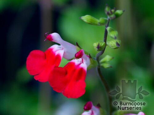 SALVIA x jamensis 'Hot Lips' 