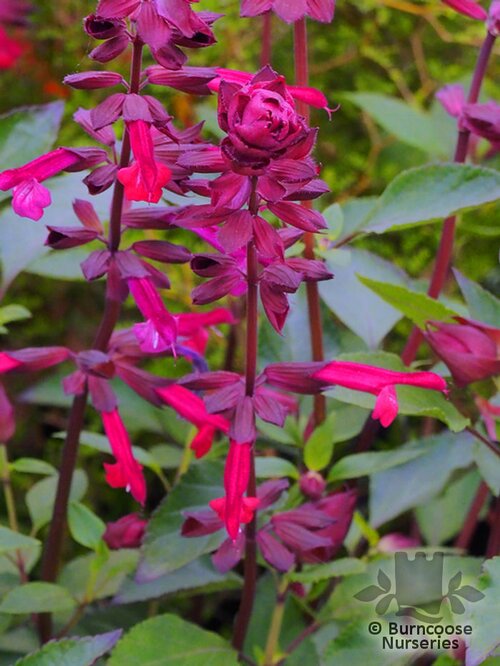 SALVIA 'Love and Wishes'  