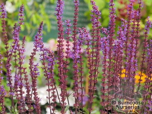 SALVIA nemorosa 'Caradonna' 