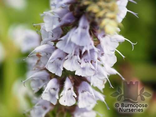 SALVIA nemorosa 'Crystal Blue' 