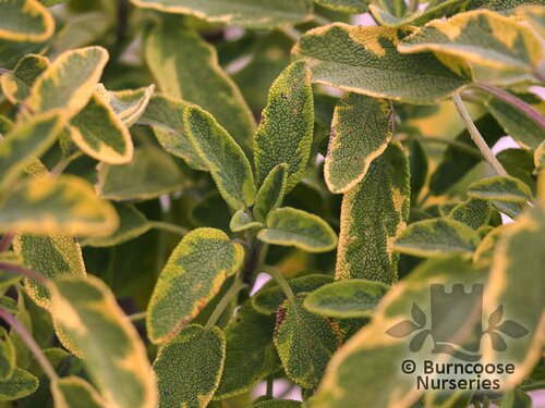 SALVIA officinalis 'Icterina' 