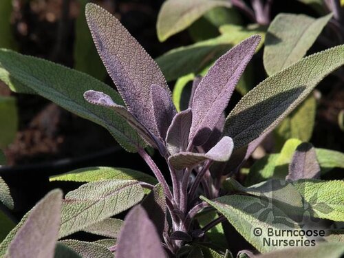 SALVIA officinalis 'Purpurascens' 