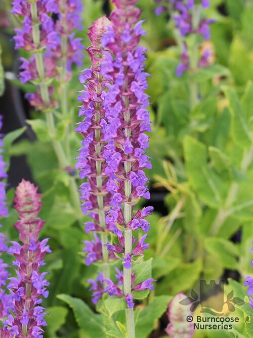 SALVIA nemorosa 'Ostfriesland' 