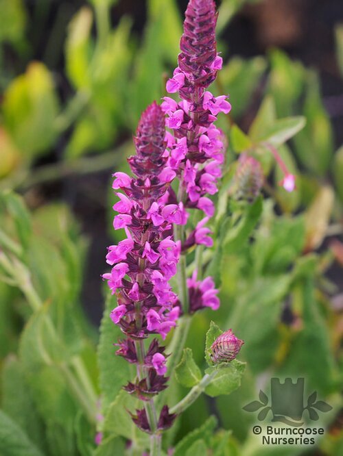 SALVIA nemorosa 'Pink Beauty' 