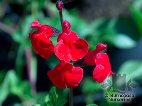 SALVIA 'Royal Bumble'  