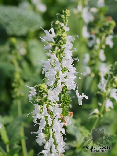 SALVIA sylvestris 'Schneehügel' 