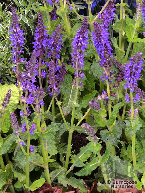 SALVIA sylvestris 'Mainacht'  
