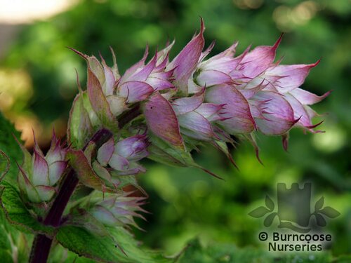 SALVIA turkestanica  