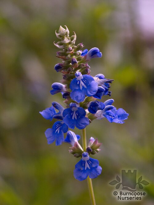 SALVIA uliginosa  
