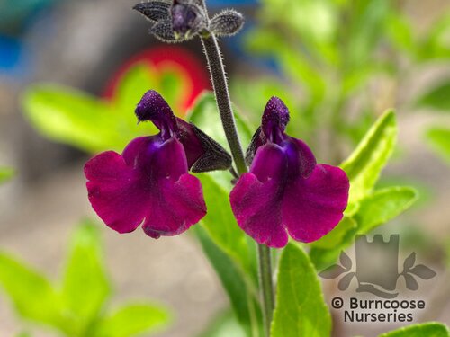 SALVIA x jamensis 'Nachtvlinder' 