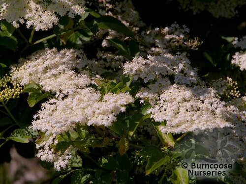 SAMBUCUS nigra  