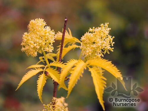 SAMBUCUS nigra 'Aurea' 
