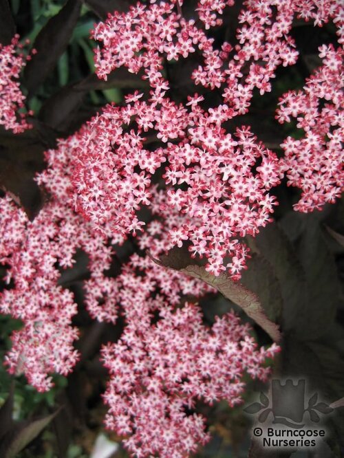 SAMBUCUS nigra 'Black Beauty' 