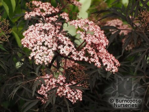 SAMBUCUS nigra 'Black Lace' 