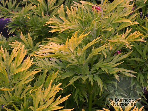 SAMBUCUS nigra 'Golden Tower' 