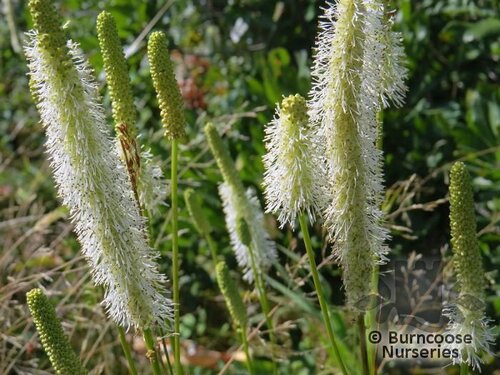 SANGUISORBA canadensis  