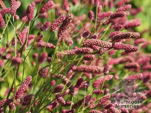 SANGUISORBA   