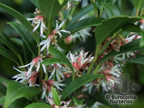 SARCOCOCCA hookeriana var digyna 