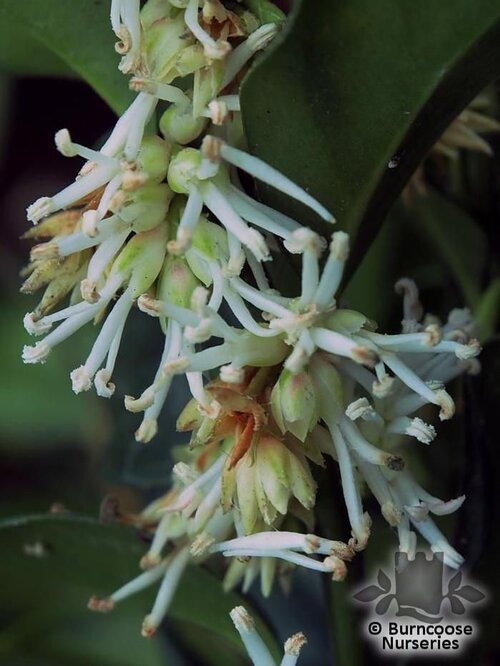 SARCOCOCCA hookeriana var humilis 