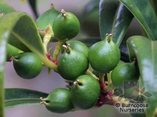 SARCOCOCCA   