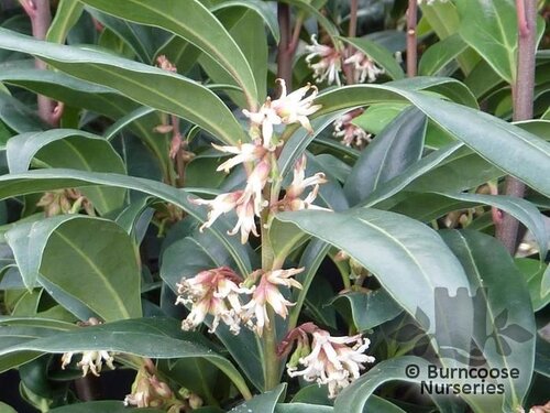 SARCOCOCCA hookeriana 'Winter Gem' 