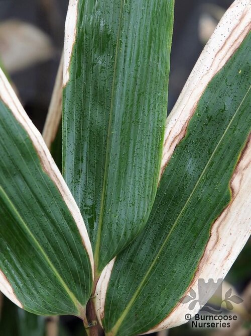 BAMBOO Sasa veitchii 