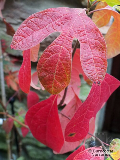 SASSAFRAS albidum  