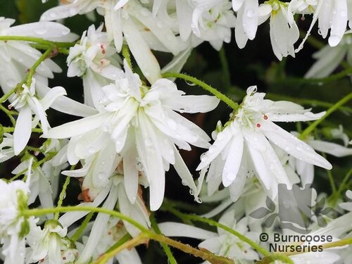 SAXIFRAGA fortunei 'Shiranami' 