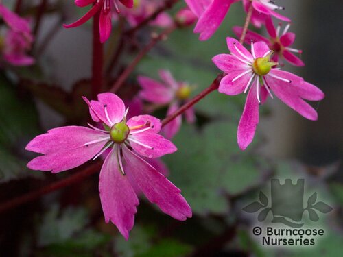 SAXIFRAGA   