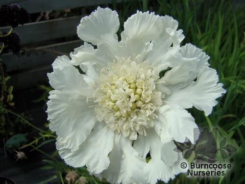SCABIOSA   