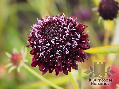 SCABIOSA caucasica 'Chile Black' 