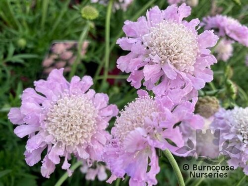 SCABIOSA 'Pink Mist'  