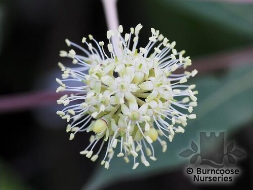 SCHEFFLERA enneaphylla  