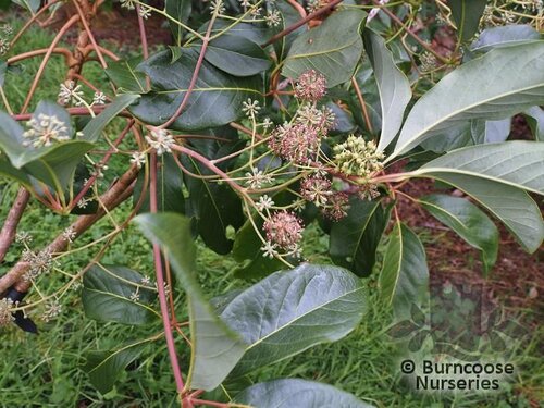 SCHEFFLERA pauciflora  
