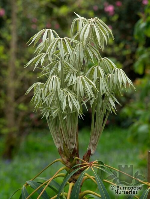 SCHEFFLERA taiwaniana  